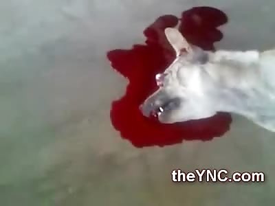 Quivering Dying Dog Hit by Car looks Bad in the Street