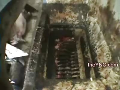 New Video shows Various Animals thrown into Meat Crusher including a Horse