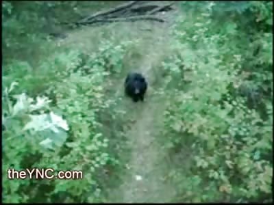 Curious Bear gets Punk'd by a Scared Cameraman