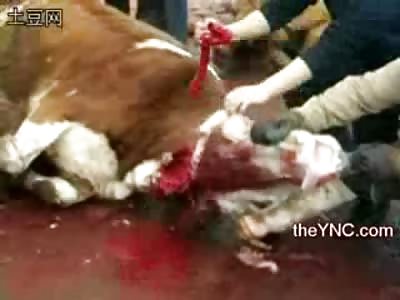 Steaming Blood: Chinese Muslims Bloodbath of Ox in Public