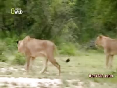 Giraffe tires to Defend its Life against a Pride of Lions including a Male