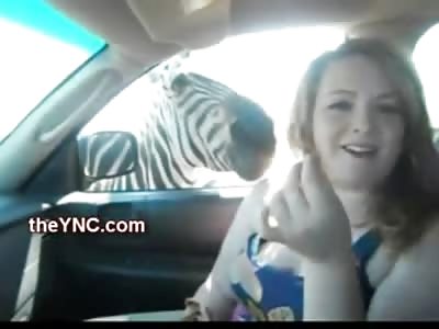 Pissed off Zebra Attacks and Bites Annoying Teen Girl