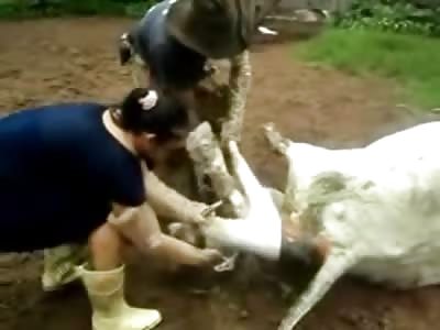 When Birthing a Cow goes Terribly Wrong for a Woman...Watch till the End 