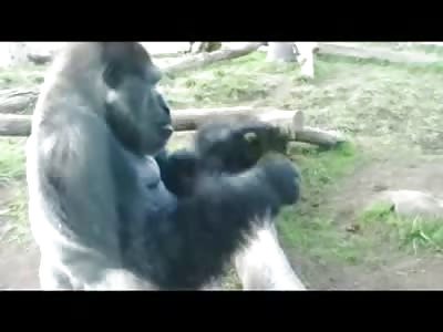 HUNGRY: Gorilla Takes a Shit Starts Eating it then Feeds it to her Baby