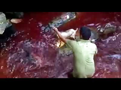 Nasty Man Beheads Goats in a River of Blood