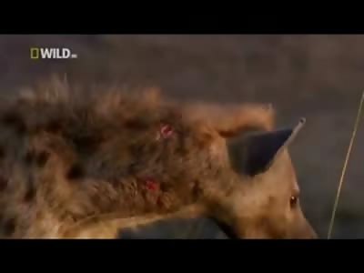 Hyena Bitten by Lion Slowly Dies Alone from Horrible Infection