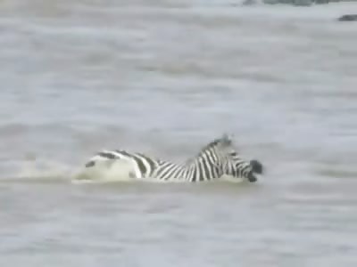 Very Graphic Video of a Poor Zebra Disemboweled by a Giant Crocodile