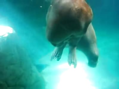 Walrus sucks his Own Penis in front of Girlfriend and Boyfriend at the Zoo. Girlfriend likes It