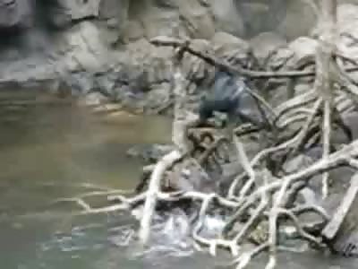 Sea Otters Eat and Kill a Monkey while the Monkey Friends try to Help their Friend