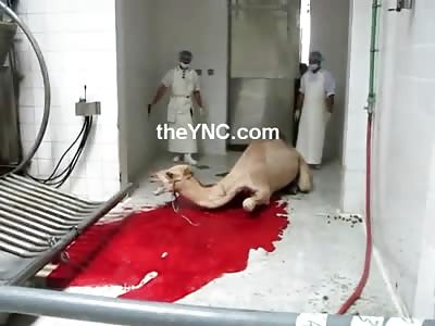 Ridiculous Live one Swipe Blood Spurting Camel Slaughter