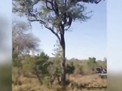 Female Leopard Jumps into Action in this Epic Battle to Defend her Cubs from another Leopard
