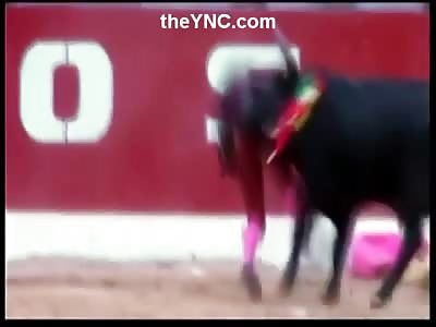 Bullfighter slips in the Dirt...leaving him Vulnerable to the Angry Bull. Suspended in the Air 