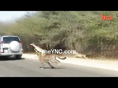 Crafty Impala jumps into Car Window to Avoid a Chasing Cheetah