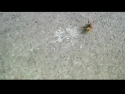 Wasp cuts Bee in Half in a Fight to the Death 
