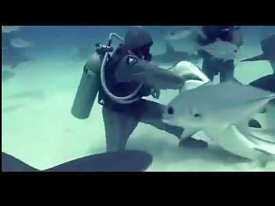 Why You Don't Swim with Sharks...Diver has his Arm Swallowed
