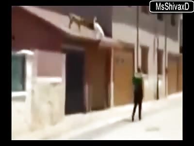 Crazy White Pitbull Jumps off of a Roof to Attack Police Officer.....But, is Shot Dead