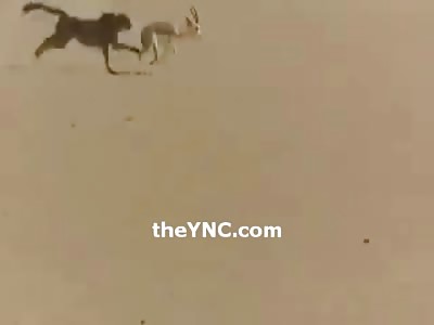 Arab Guy Brings his Pet Cheetah in the Desert to Hunt a Deer 