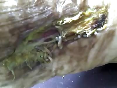 Up Close Disgusting Putrid Foot being Eaten by larva