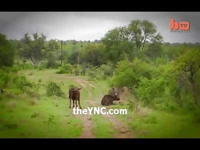 Awesome Buffalo Comes out of Nowhere to Save his Friend Being Attacked by Two Lions