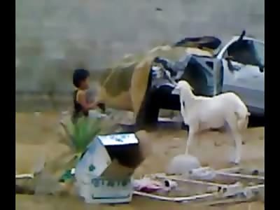 Boy Taunting a Goat gets Exactly what is Coming to Him....
