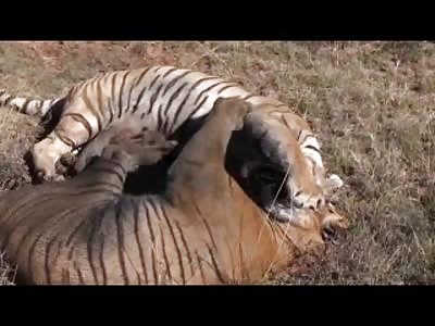  Incredibly Intense Tiger Fight In Africa (LISTEN TO THE ROARS)