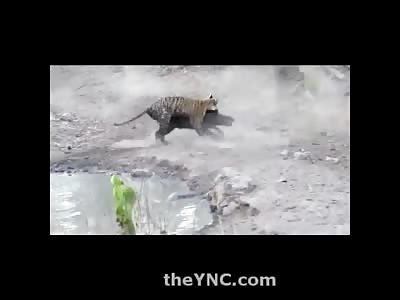 Baby Tiger vs. Full Grown Wild Boar....