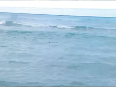 Group of Losers Capture a Shark with their Bare hands and Kill it for no Reason.. Scumbag Pokes its Eyes out with his Thumbs