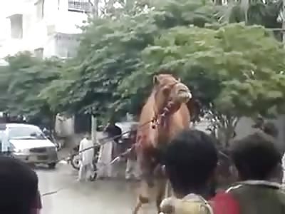 Poor Camel with a Tied Limb Butchered in Public is BLOODY Sacrifice 