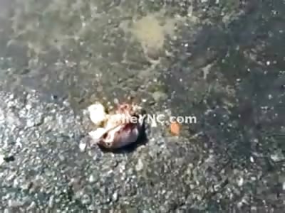 New and Amazing Video of Truck Driver's Heart still Beating in the Street next to his Leaking Water Truck