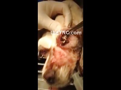 Sad Video of a Poor Dog with Maggots Infested in Both Eyes