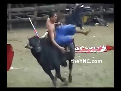 Very Very Stupid Man tries to Tackle a Bull Head On....Bad Result