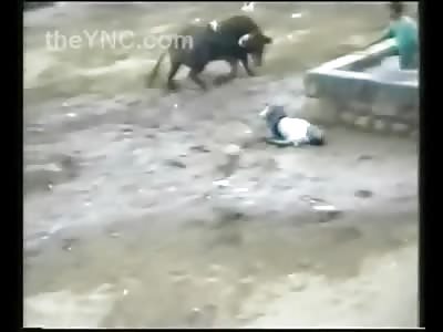 Absolutely Brutal Bull Attack Mans Body is Tossed Like a Ragdoll