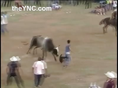 This Bull just Wasn't Letting him Get Away (With Aftermath)
