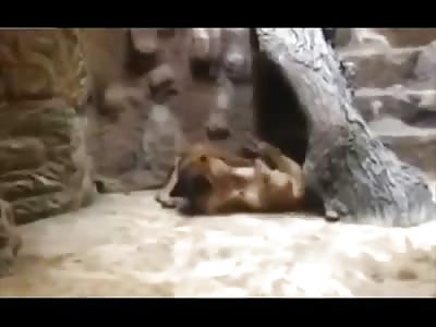 Male Lion Kills its Female Partner for No Reason at a Zoo in Front of Horrified Onlookers Recording the Incident 