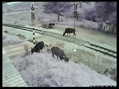 One of These Cows isn't Fast Enough to get out of the Way of the Train