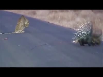Patience is a Virtue..Leopard kills a Porcupine. Interesting Approach