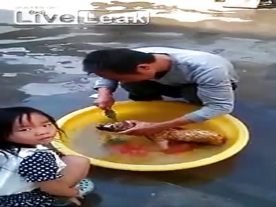Daughter watches daddy clean dog to prepare food for her