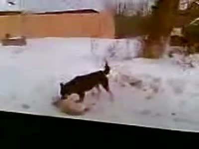 Dog fucks another dead and frozen dog