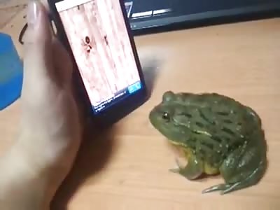 Playing with frog