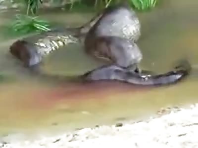 Anaconda eating a horse