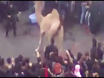 Camel Sacrifice Goes Wrong