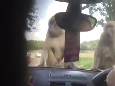 Girl gets scarred for life at the Safari Park