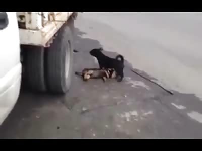 Sad Video of a Desperate Dog trying to Wake Up his Dead Friend 