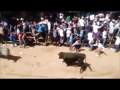 Distracted Man is Hit by a Bull 