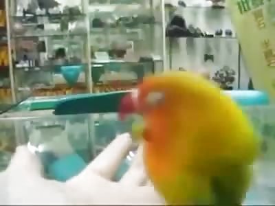 Why You Shouldn't let your Parrot be in the Room When u Watch Porn