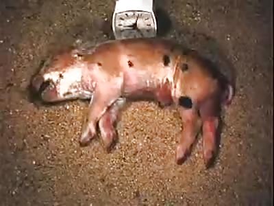 Full decomposition of a piglet in just over six minutes.