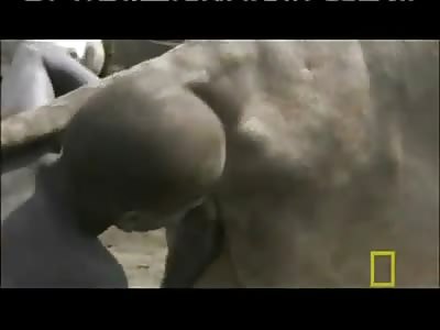WHAT IN THE FUCK??? Bathing in Cow Urine and Stimulating Cows Genitals with Human Mouth