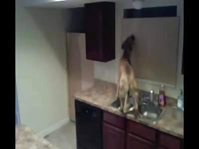 LMFAO: Owner Sets up Camera to Try and Figure out How his Dog Keeps Escaping