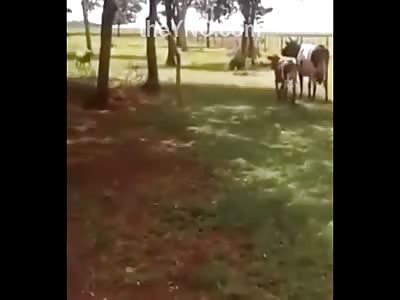 Cow vs Sheep to the Death (Shocking Victory)