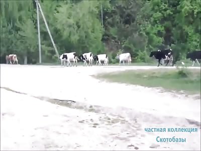 Angry driver and cows